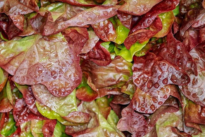 Exotic Salad